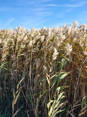 Phragmites australis americanus