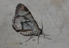 Stamnodes modocata