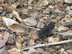 Anaxyrus fowleri
