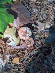Russula decolorans