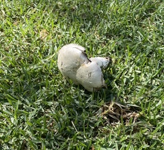 Agaricus bernardii