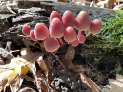 Mycena haematopus