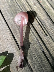 Mycena haematopus