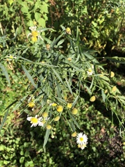 Boltonia asteroides