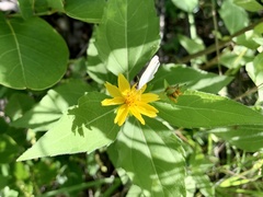 Wedelia calycina