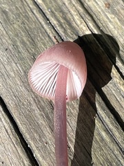 Mycena haematopus