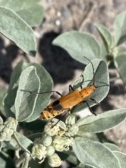 Chauliognathus discus