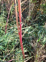 Phragmites australis americanus
