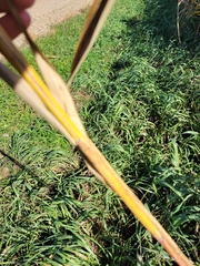 Phragmites australis americanus