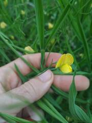 Lathyrus annuus