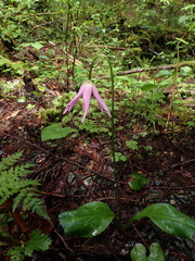 Erythronium revolutum