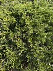 Juniperus virginiana virginiana