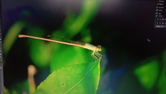 Ceriagrion olivaceum