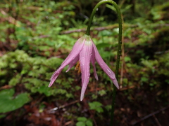 Erythronium revolutum