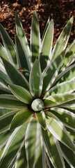 Agave angustifolia