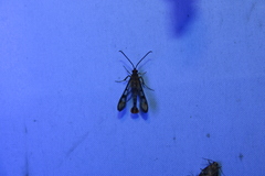 Synanthedon acerni