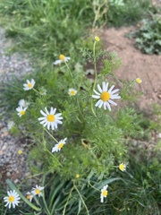 Anthemis cotula