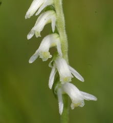 Spiranthes vernalis