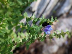 Scutellaria galericulata