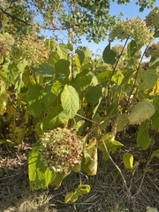 Hydrangea arborescens
