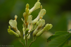 Aesculus pavia flavescens