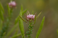 Polanisia dodecandra