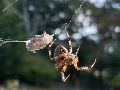Araneus diadematus