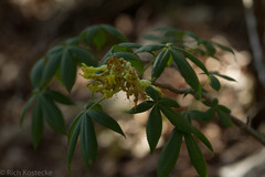 Aesculus pavia flavescens