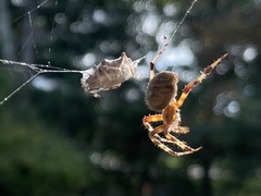 Araneus diadematus