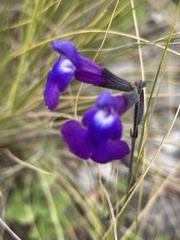 Salvia coahuilensis