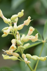 Aesculus pavia flavescens