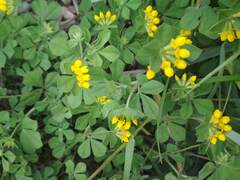 Lotus ornithopodioides