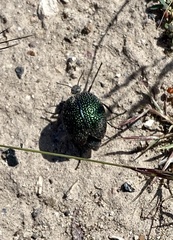 Cysteodemus wislizeni