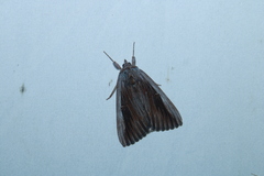 Catocala herodias gerhardi