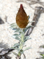 Helichrysum retortum