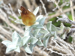 Helichrysum retortum