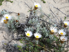 Helichrysum retortum