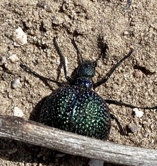 Cysteodemus wislizeni