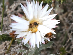 Helichrysum retortum