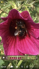 Xylocopa tabaniformis parkinsoniae