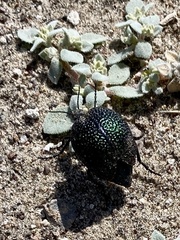 Cysteodemus wislizeni