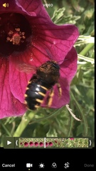 Xylocopa tabaniformis parkinsoniae