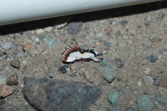 Eudryas unio