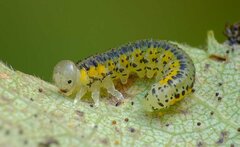 Euura melanocephalus