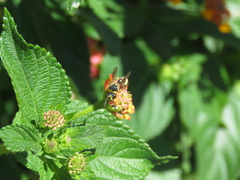 Eumenes mediterraneus