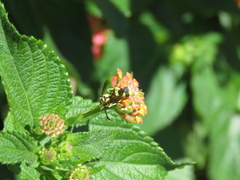 Eumenes mediterraneus