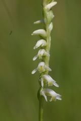 Spiranthes vernalis