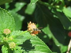 Eumenes mediterraneus