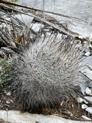 Rapicactus beguinii