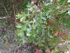 Quercus ellipsoidalis